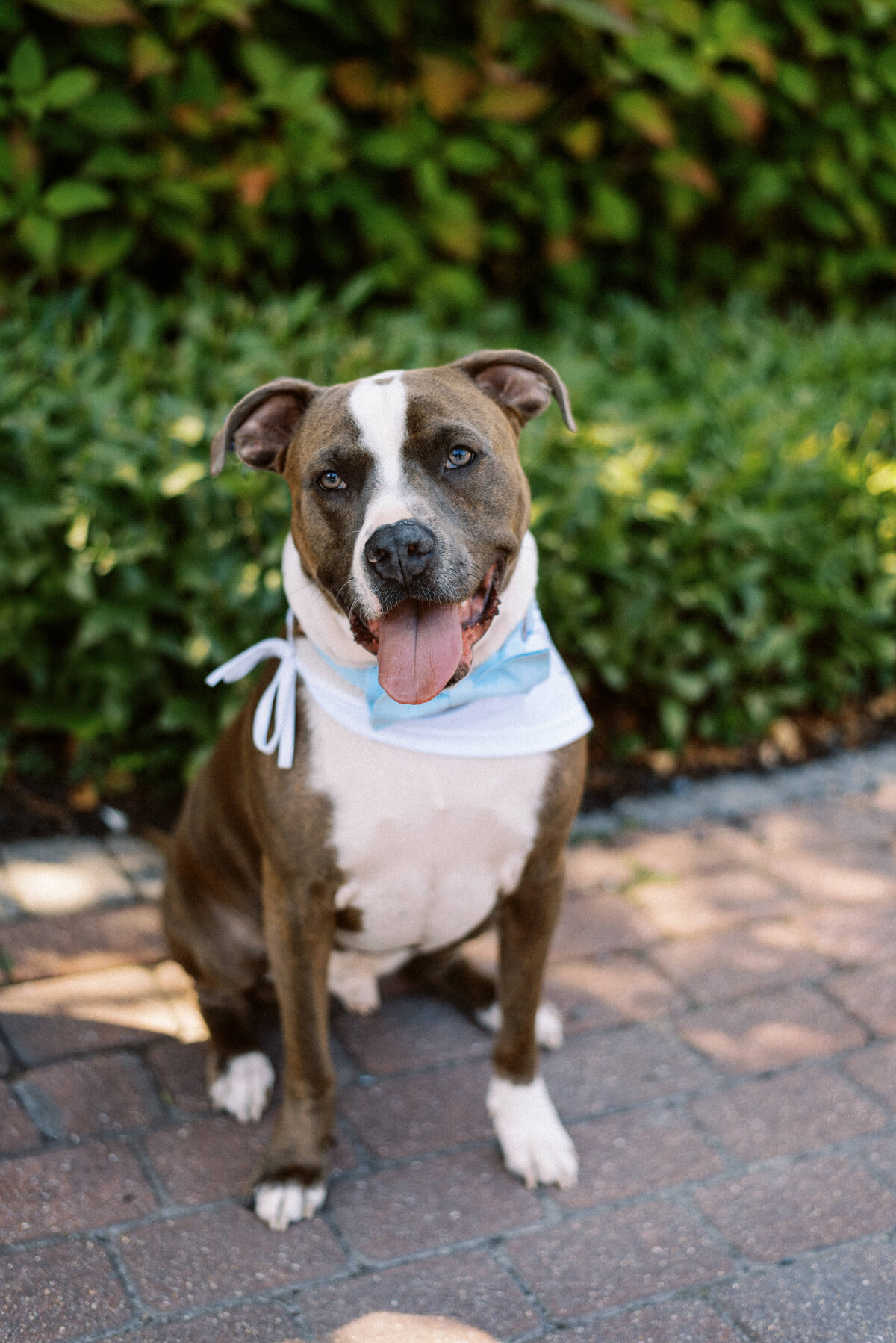 AbbieHolmesEstate_CapeMayWeddingPhotographer_TaylorNicollePhoto-57