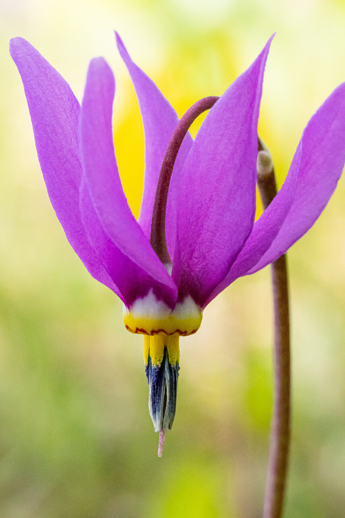 Montana wildflower purple shooting star macro photo, Missoula, MT