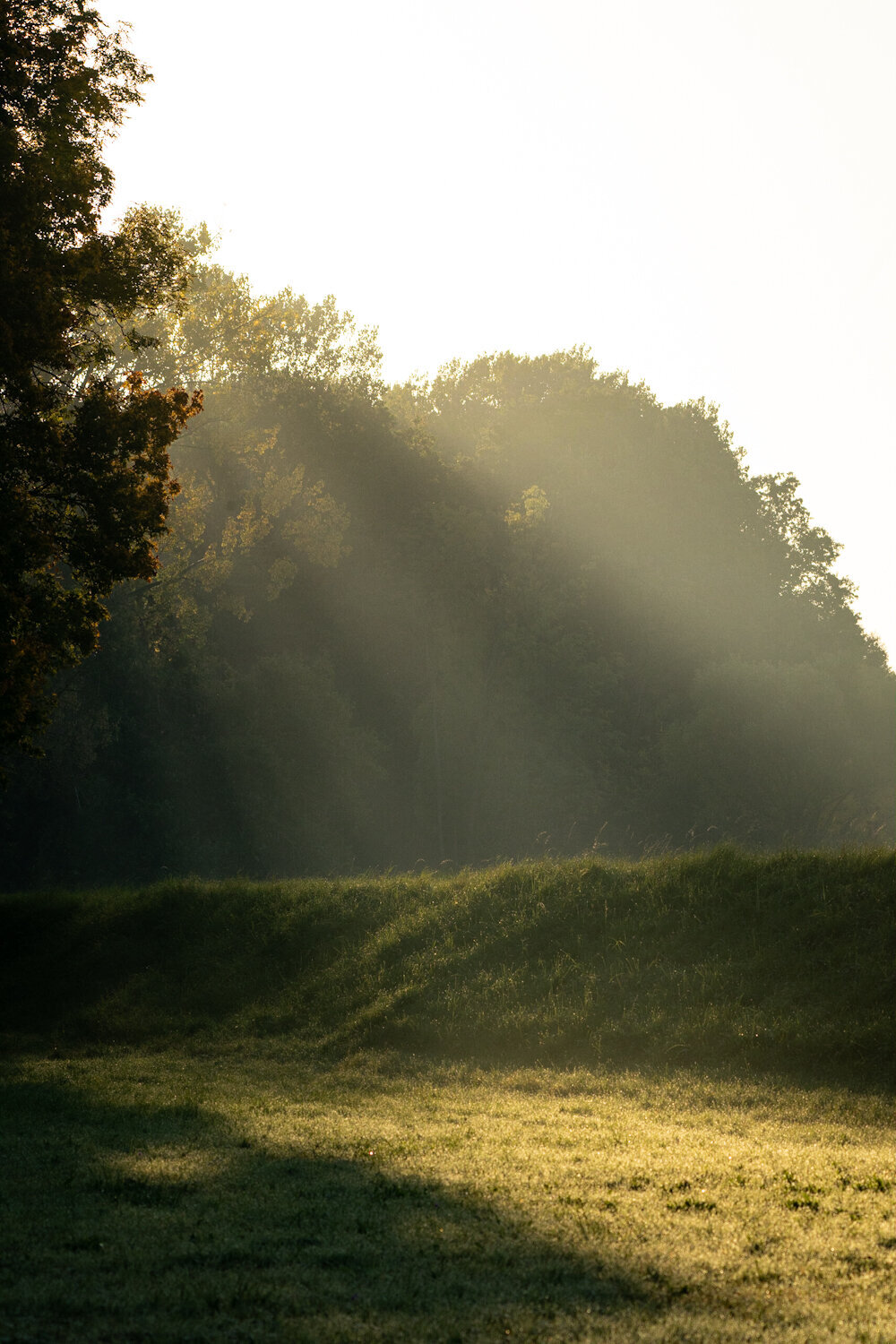 Bird_on_Birch_sunrise_4