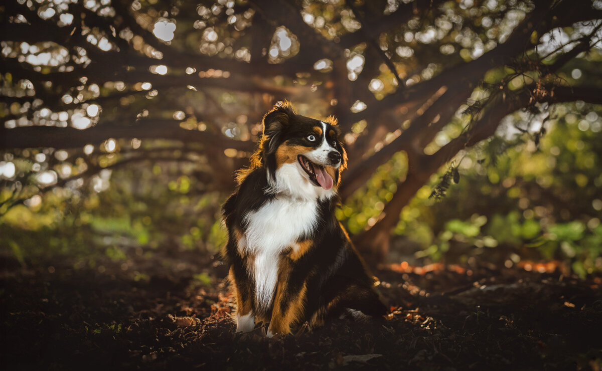 mini aussie dog portrait under a tree that was backlit looking all magical