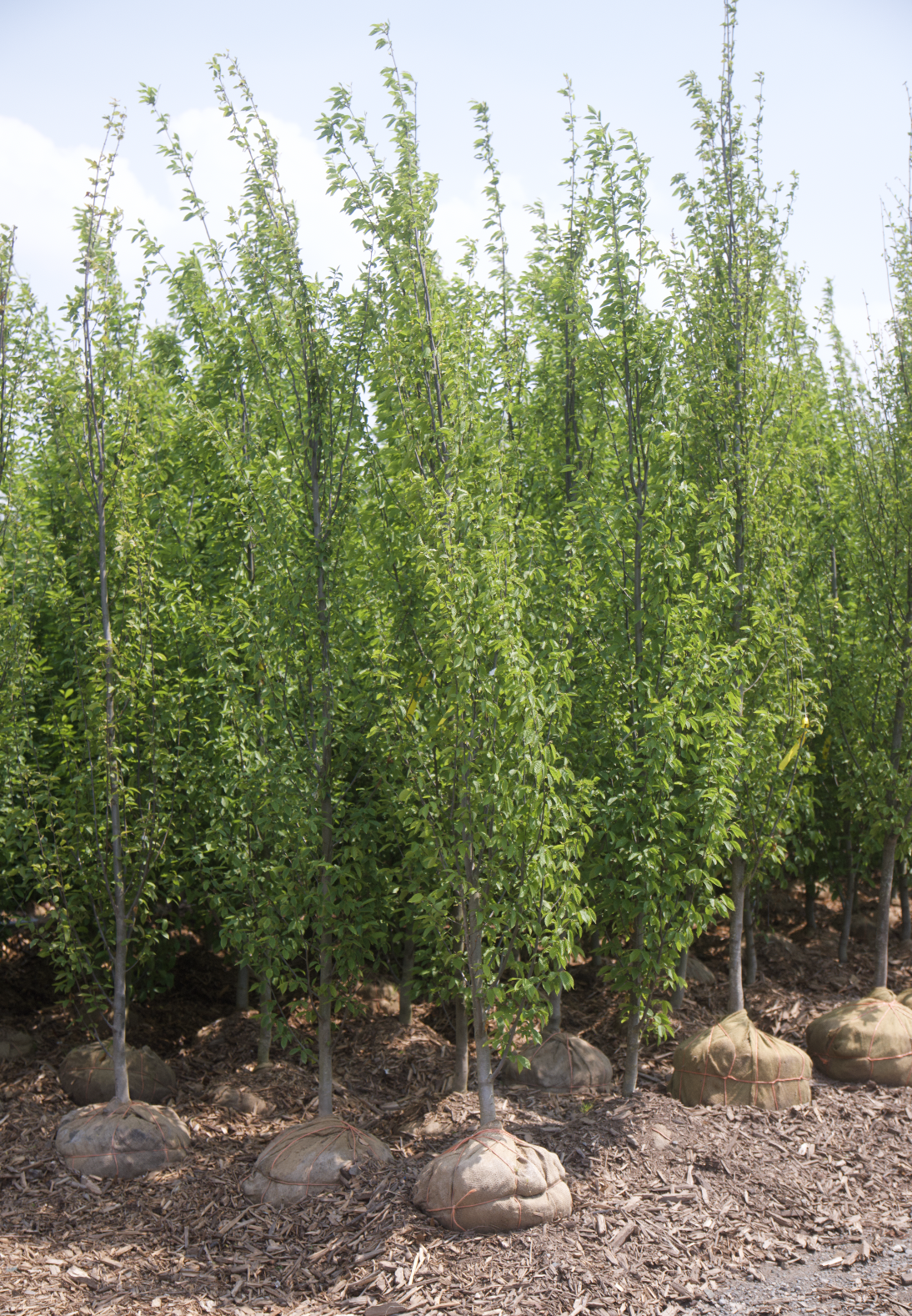 Screenshot 2025-07-21 at 10.57.02 AM