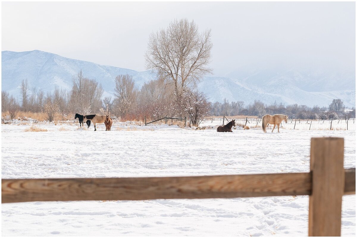 Horses at River Bottoms Ranch