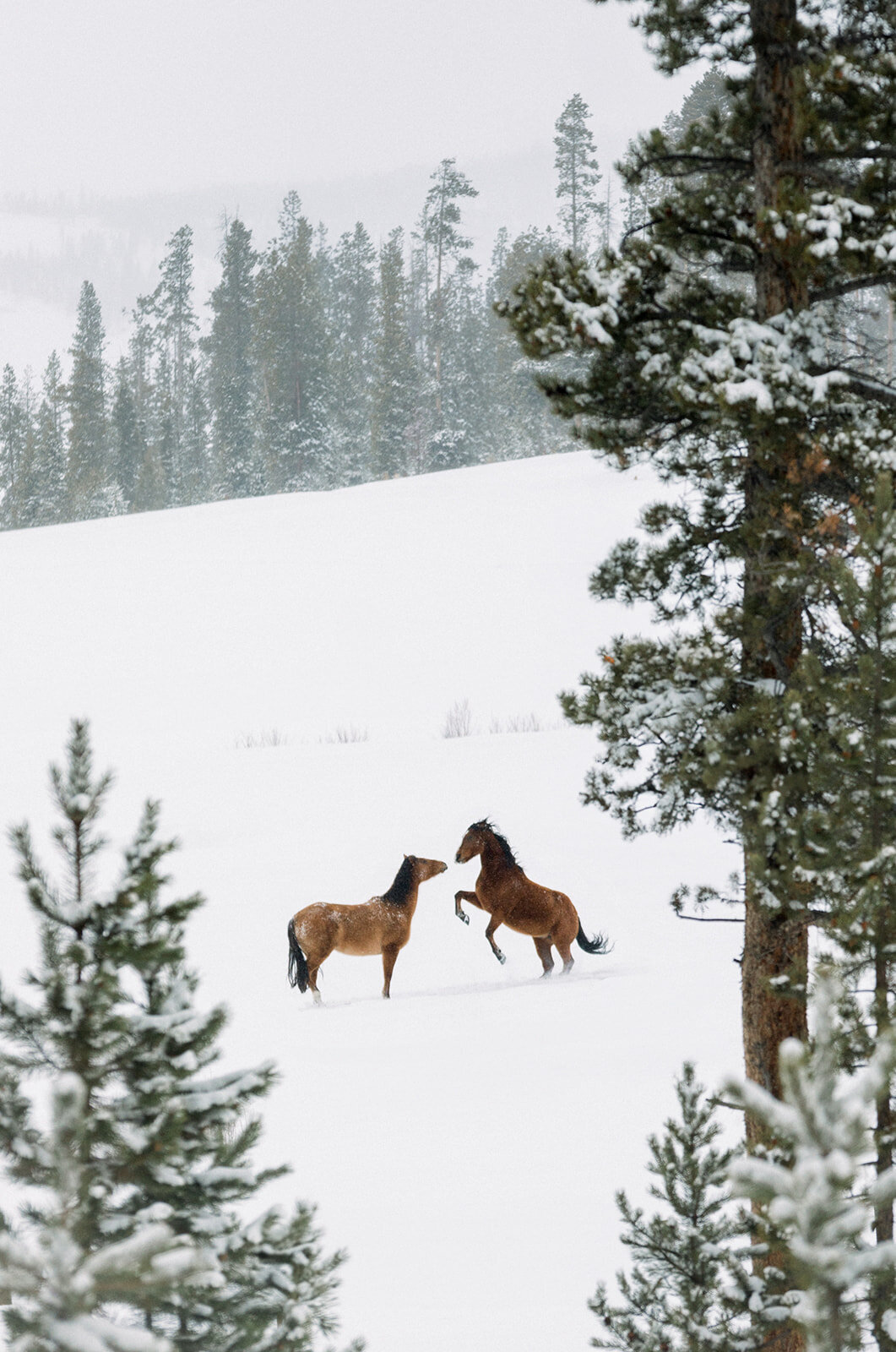 Devils_Thumb_Winter_Wedding_Editorial_by_Diana_Coulter_Submission-8