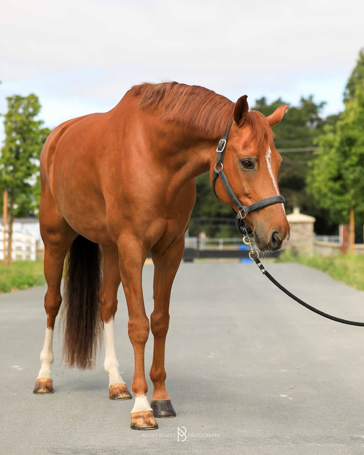 beautiful chestnut FEI dressage horse standing with a lead rope looking sweetly ahead