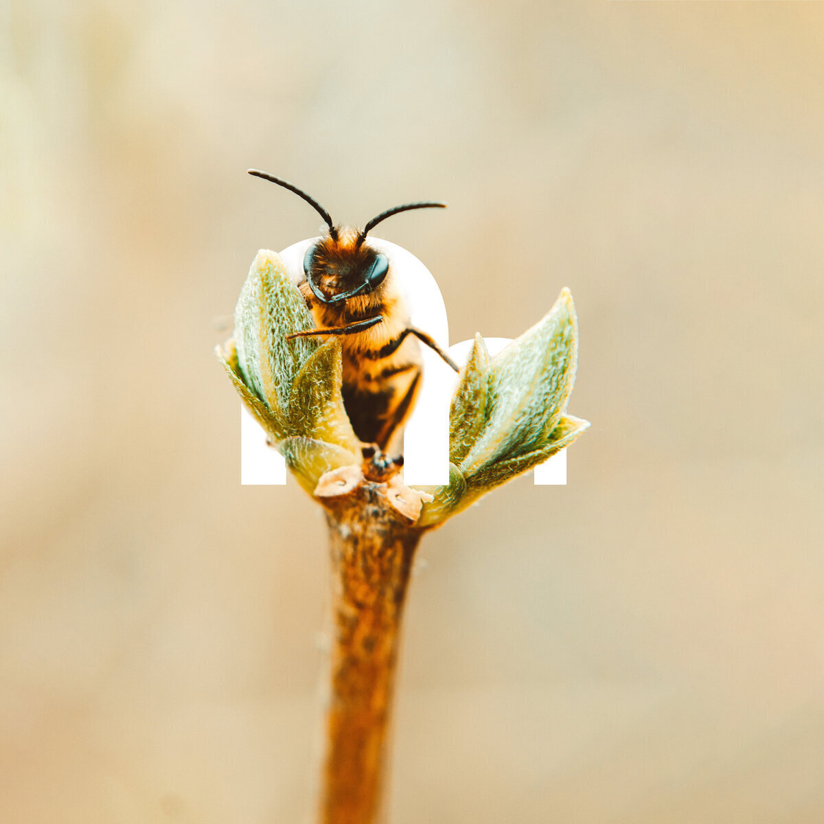 Zoom abeille posée sur un bourgeon. Incrustation d'un "M" tiré du logo Maison des libellules.