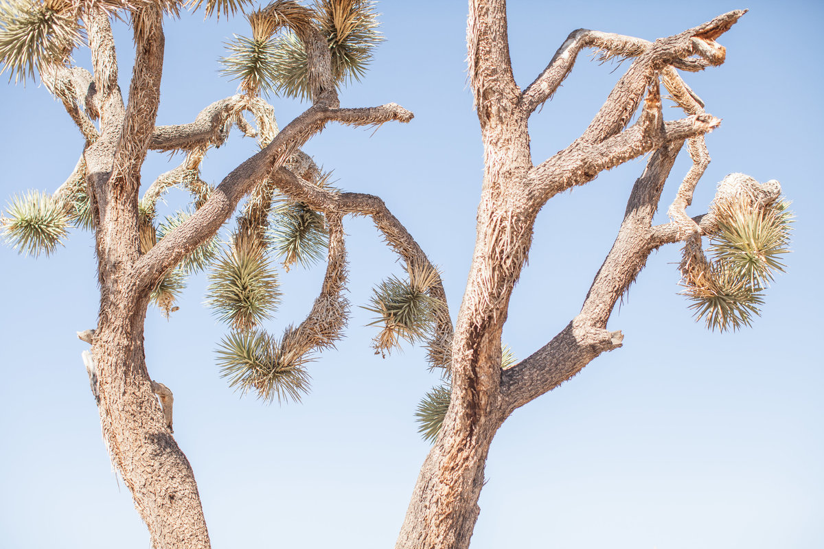 150708_150708 joshua tree_0315