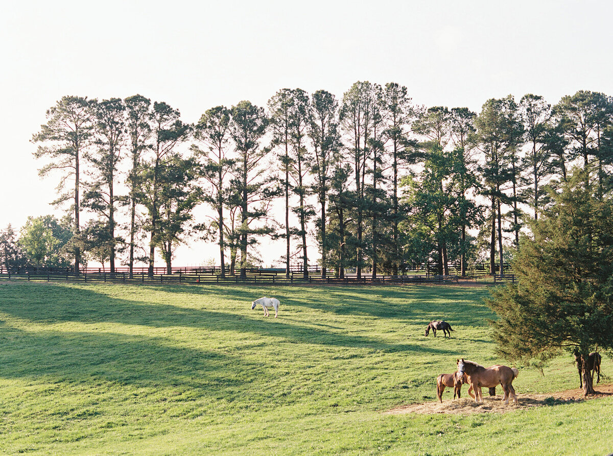 Virginia Wedding Photographer Natalie Jayne Photography-05-2