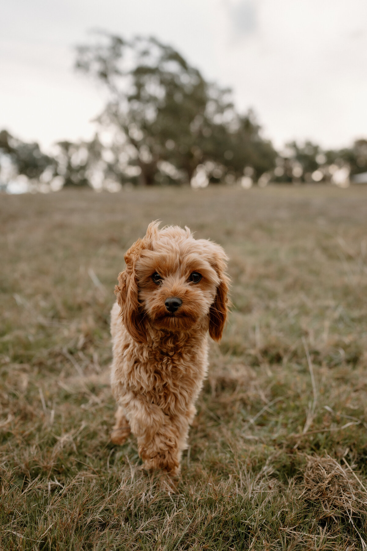love-gem-albury-wodonga-riverina-family-photographer9