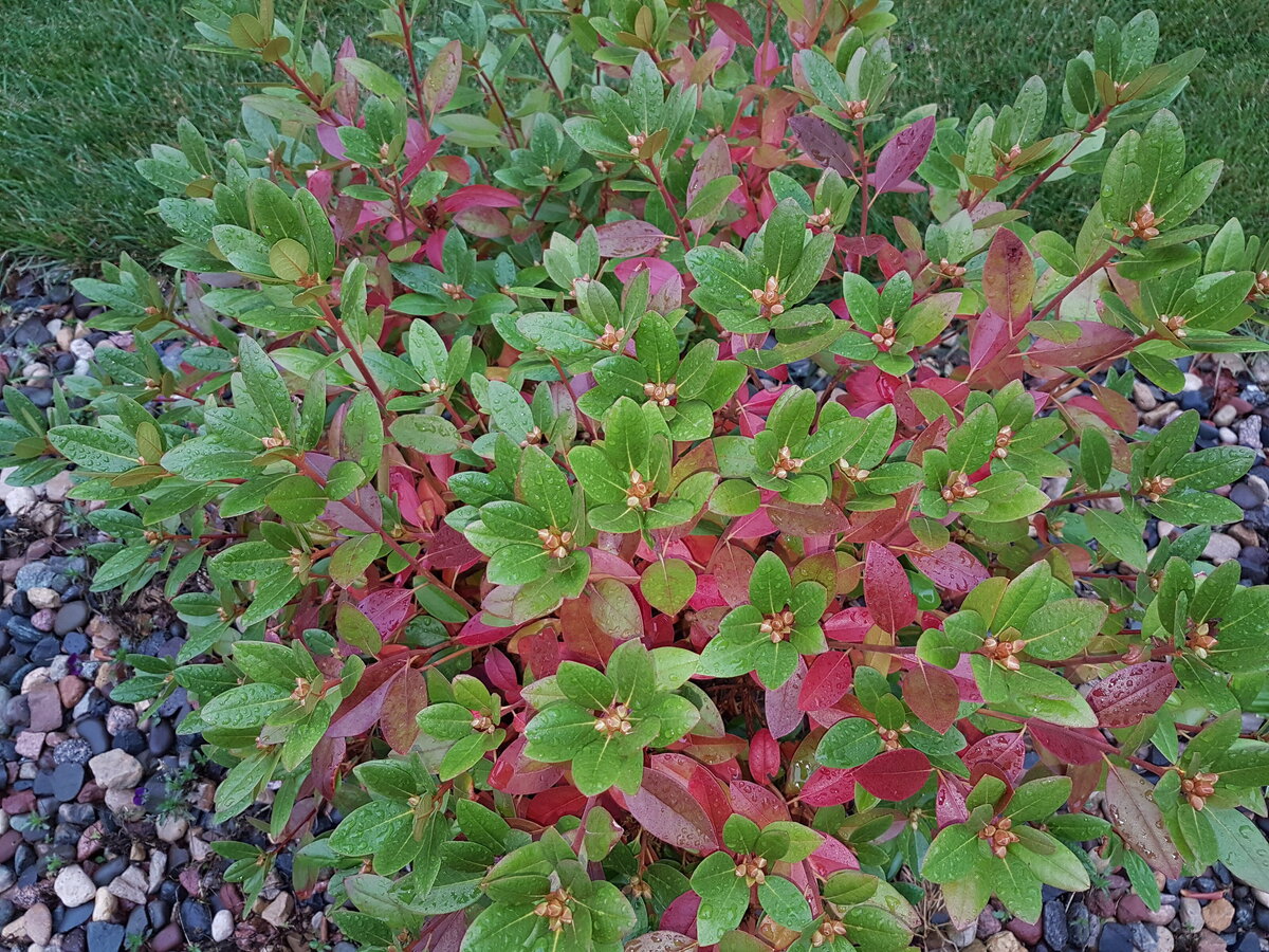 colorful plant