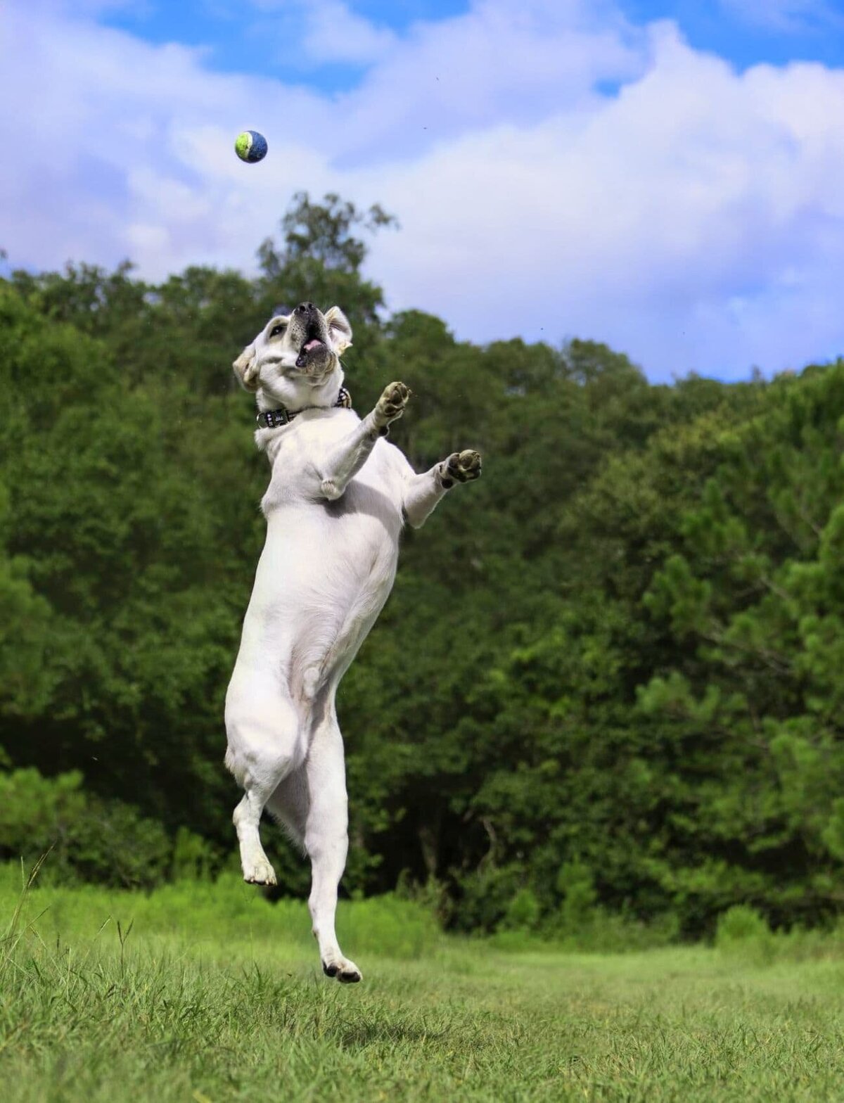 lilla-bordas-portraits-tampa-DOG-photographer1339_2