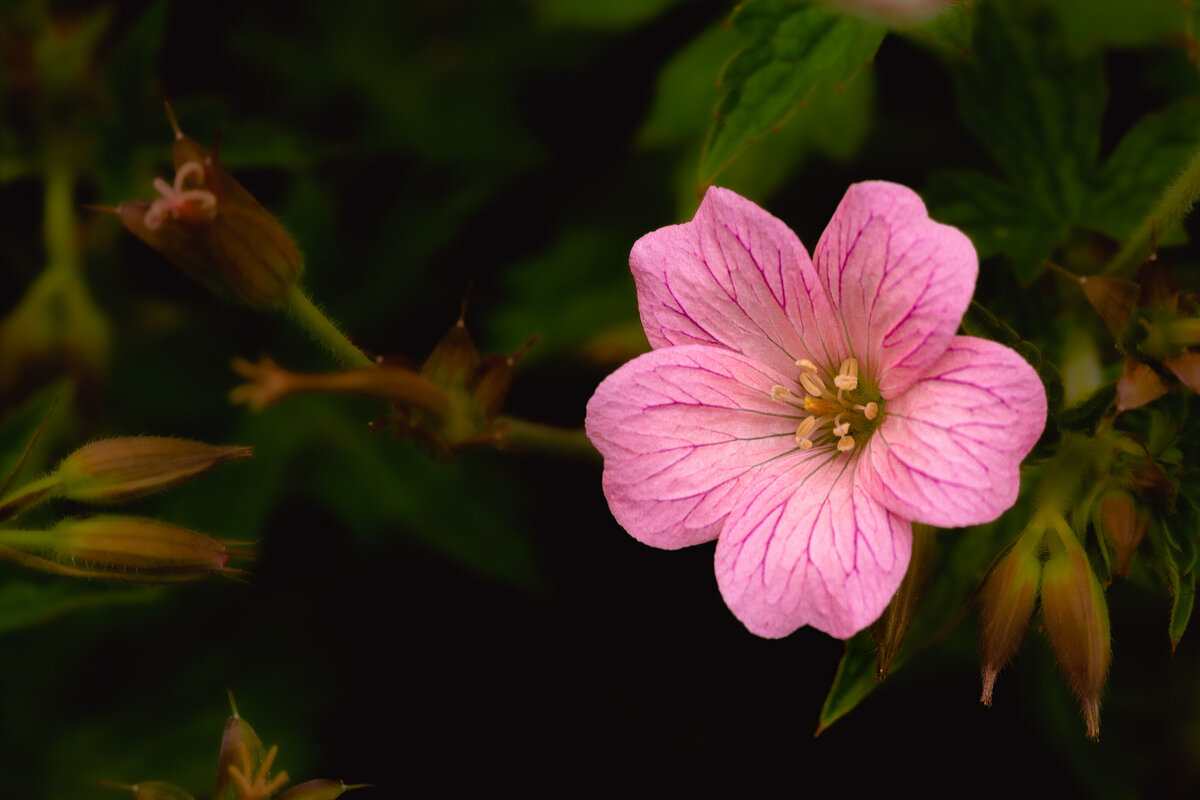 geranium_8569