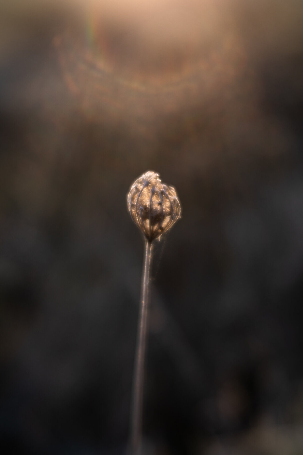 fine_art_photographer _029