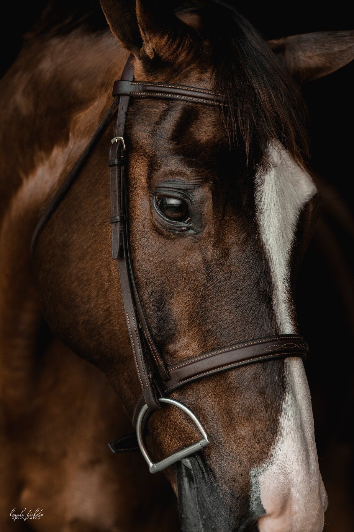 black background fine art horse portraits in north carolina and texas