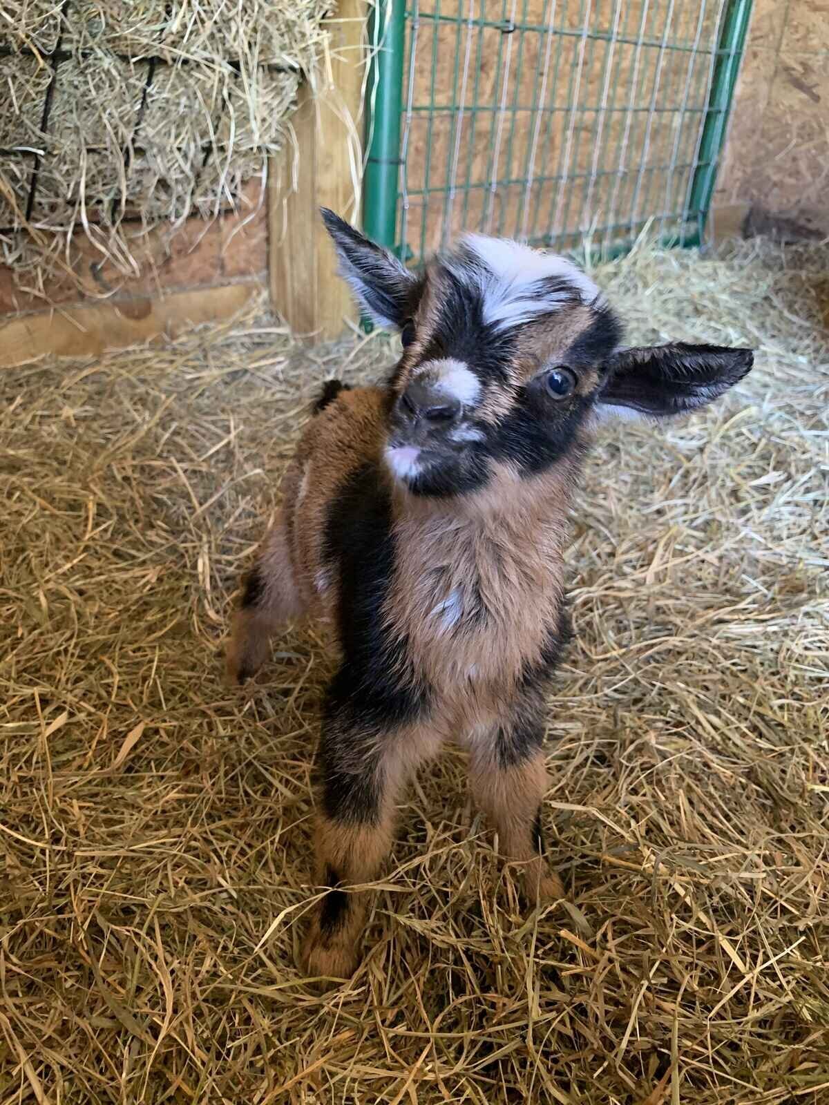 nigerian-dwarf-goat-kid