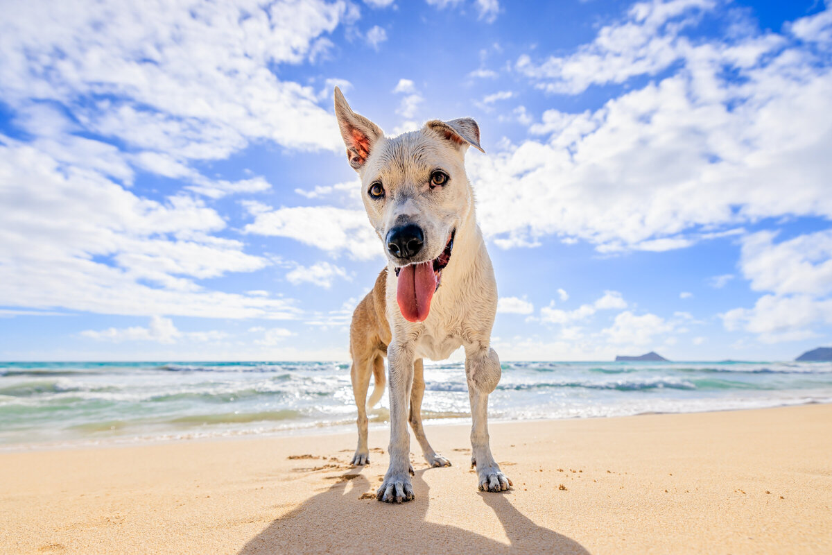 Hawaii Senior Dog Photography-1-2