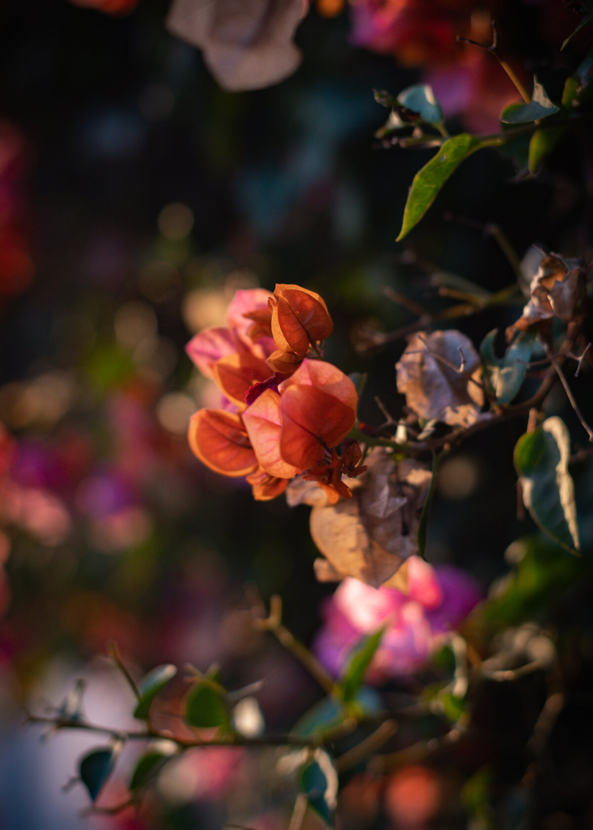 Flower Photography Dreamy Moody