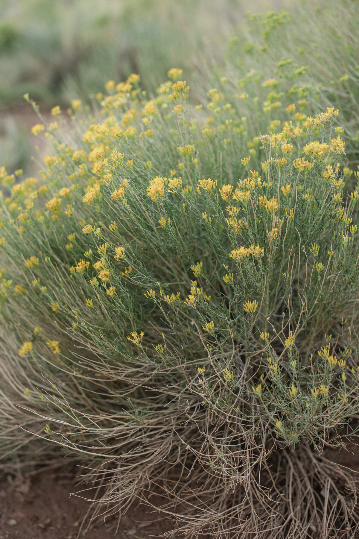 capitol-reef-national-park-elopement-photo-5209