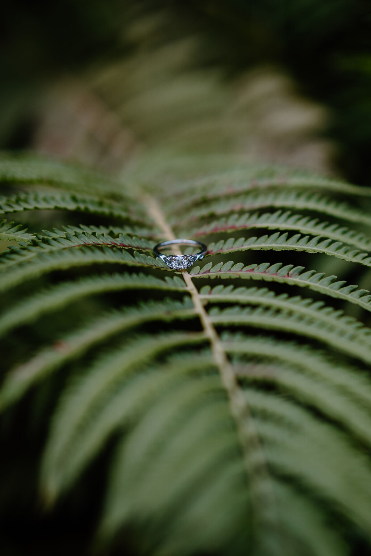 diamond ring on a fern plant