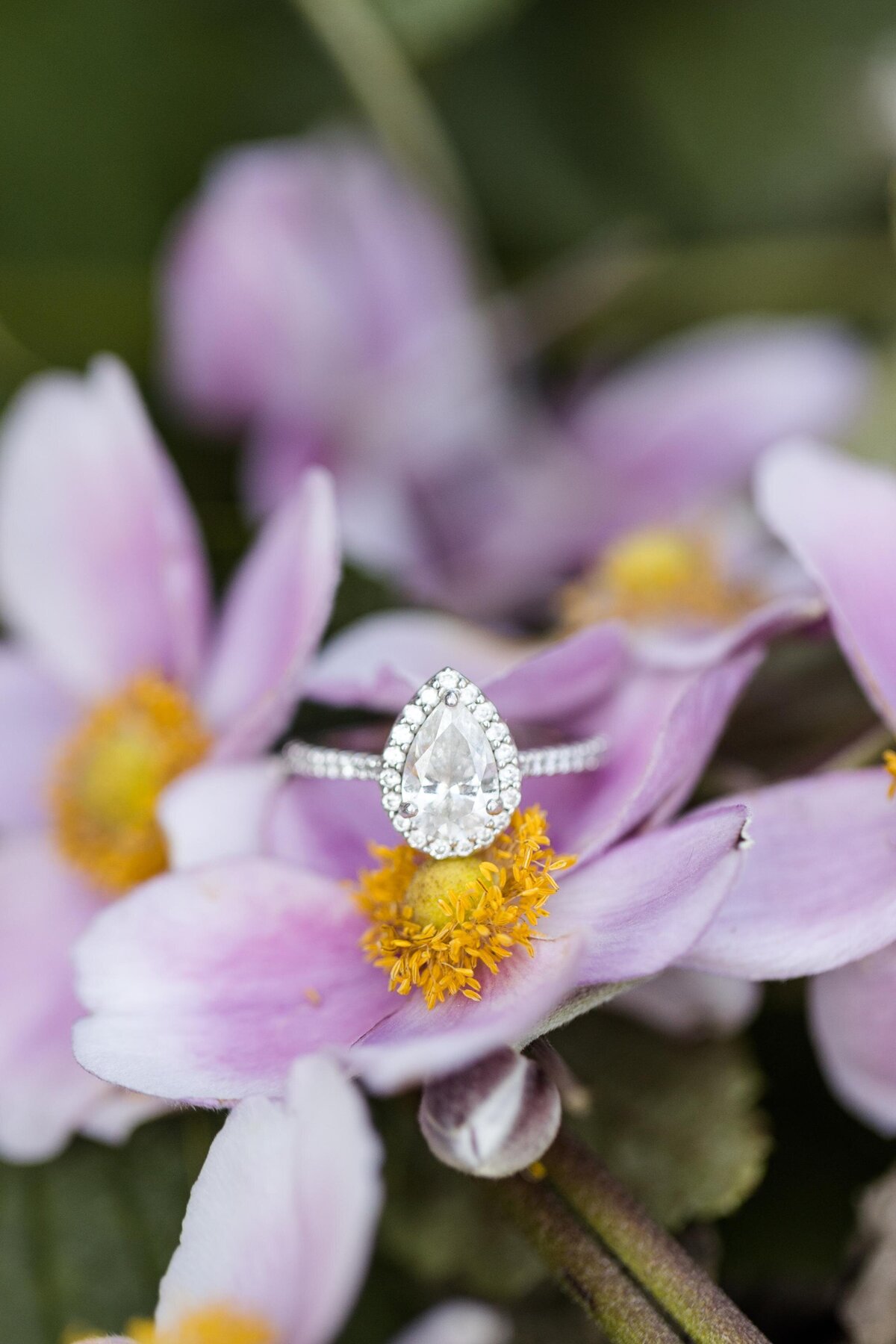 Hershey Gardens Engagement-29