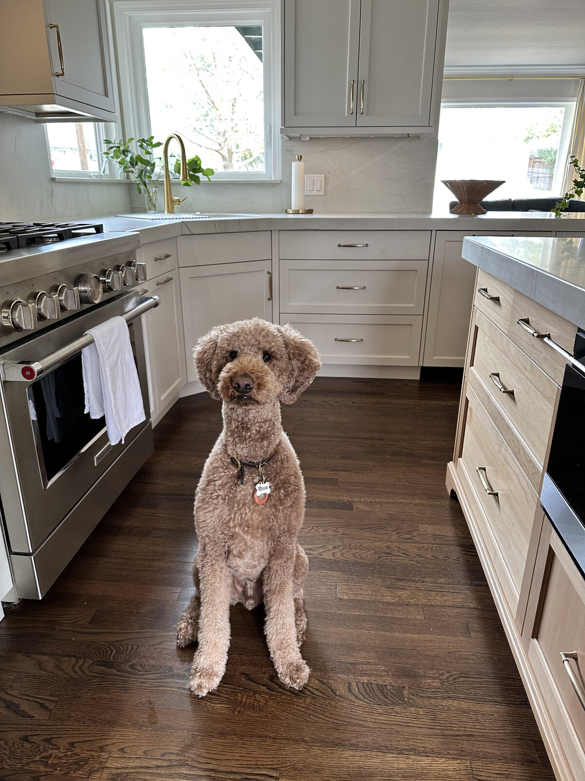 the keeping room interiors moose dog kitchen