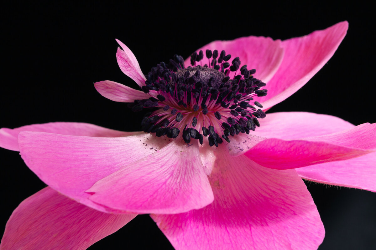 anenome_pink_8950