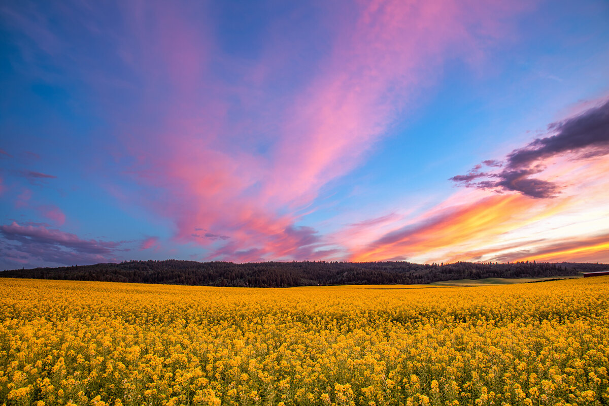 2016-07-04-mustard-field-sky-above-swan-valley
