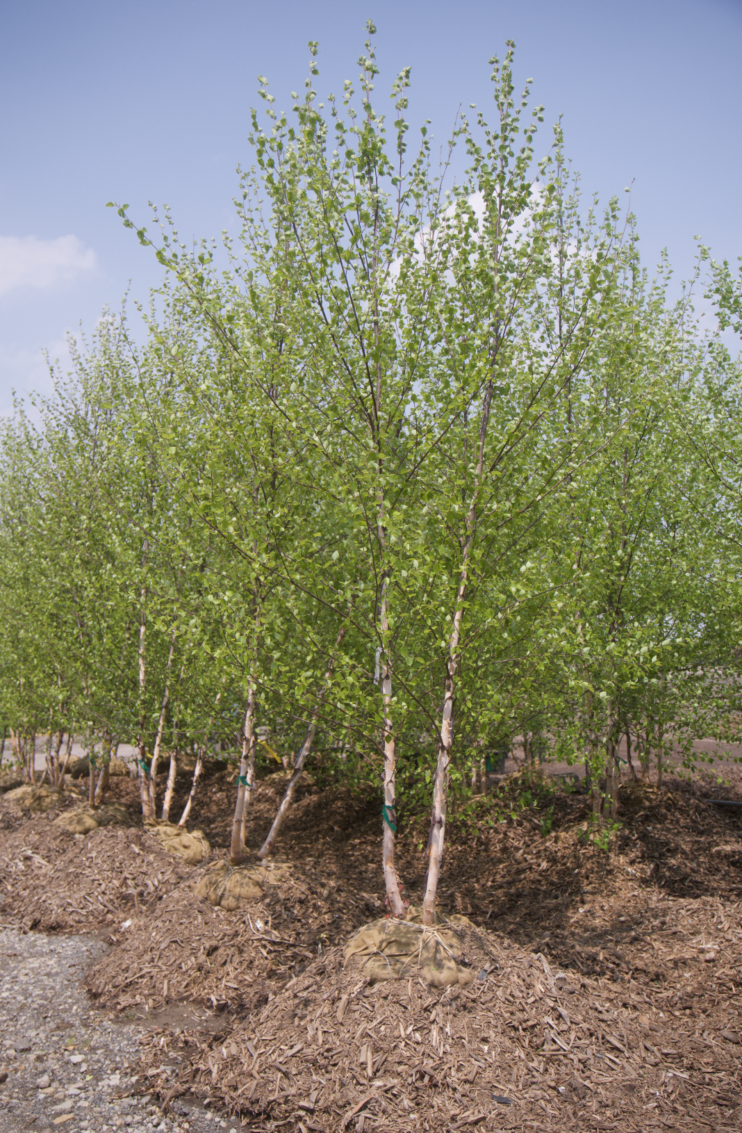 Screenshot 2025-07-21 at 10.56.18 AM