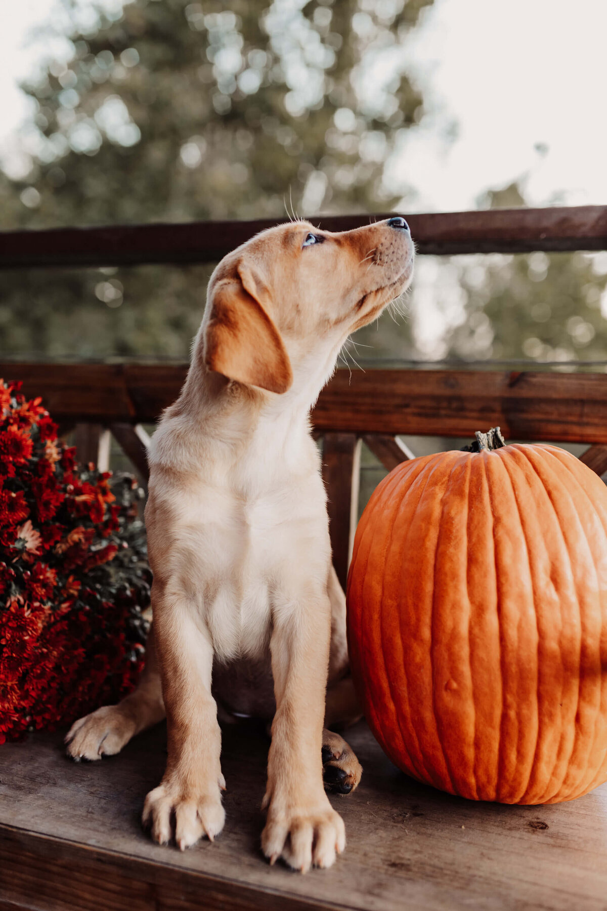 Labrador Puppy with Pumpkin