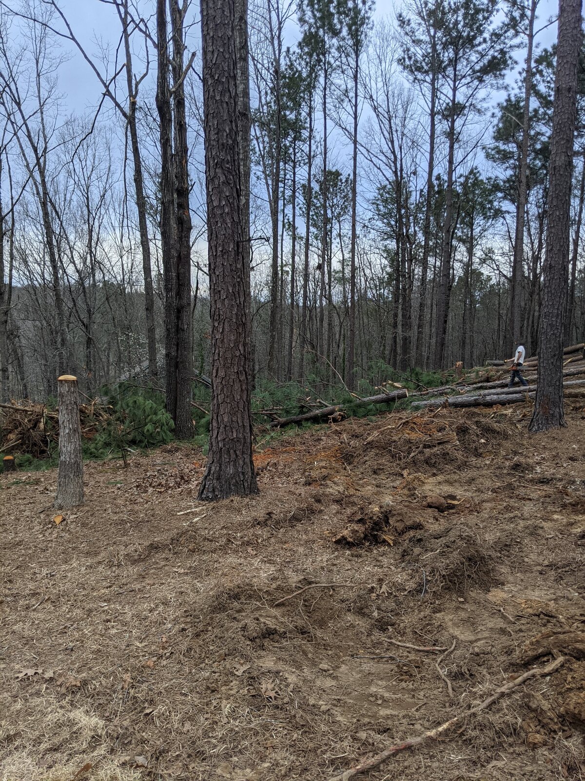 man-added-wood-to-tree-pile-in-wooded-area