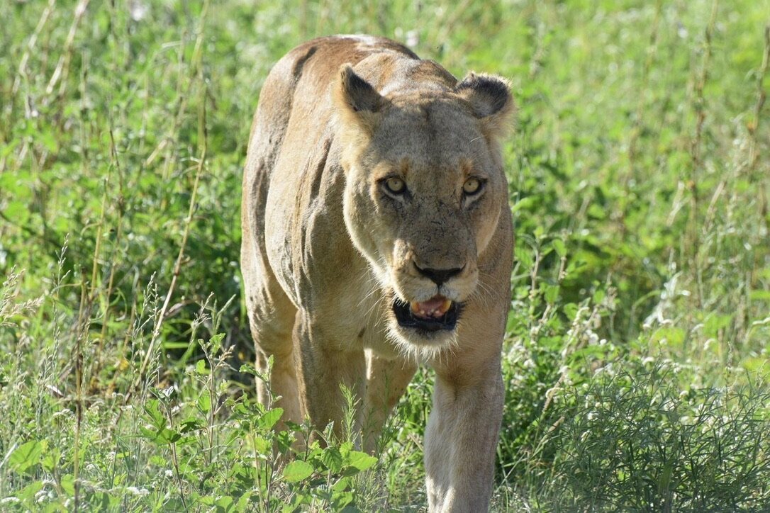lioness staring you down