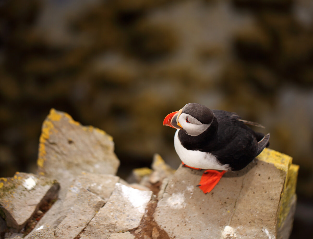 Savannah-photographer-traveler-iceland-05