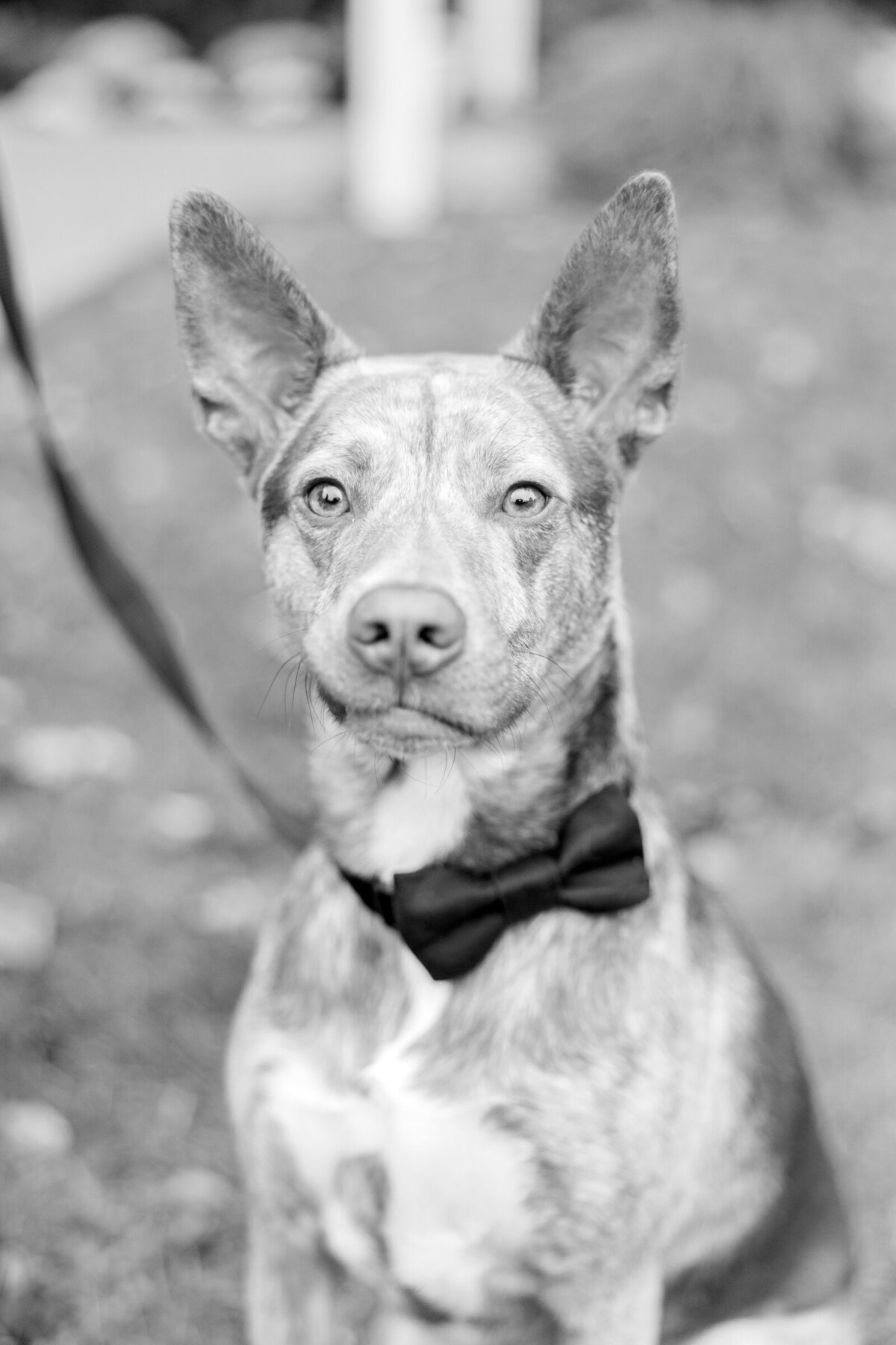 A black and white portrait of a dog with a bow tie