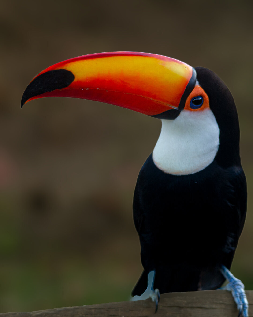 Tucan