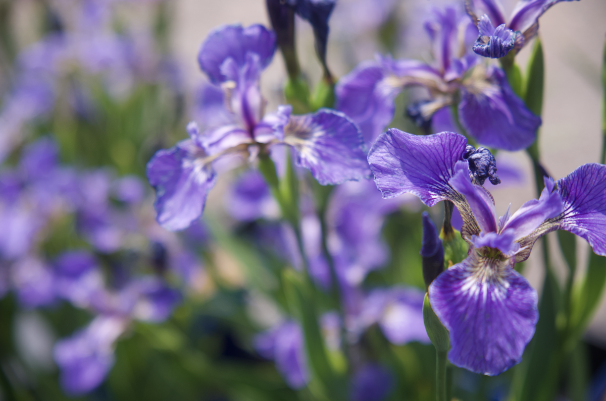 Screenshot 2025-07-21 at 12.27.08 AM