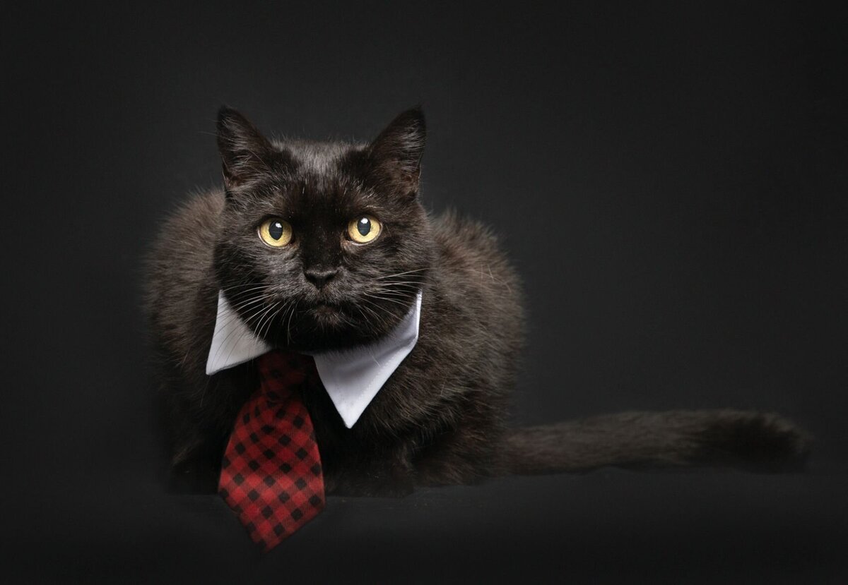 lilla-bordas-portraits-tampa-CAT-photographer1187