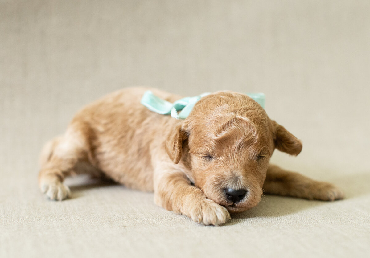 Darcy-2