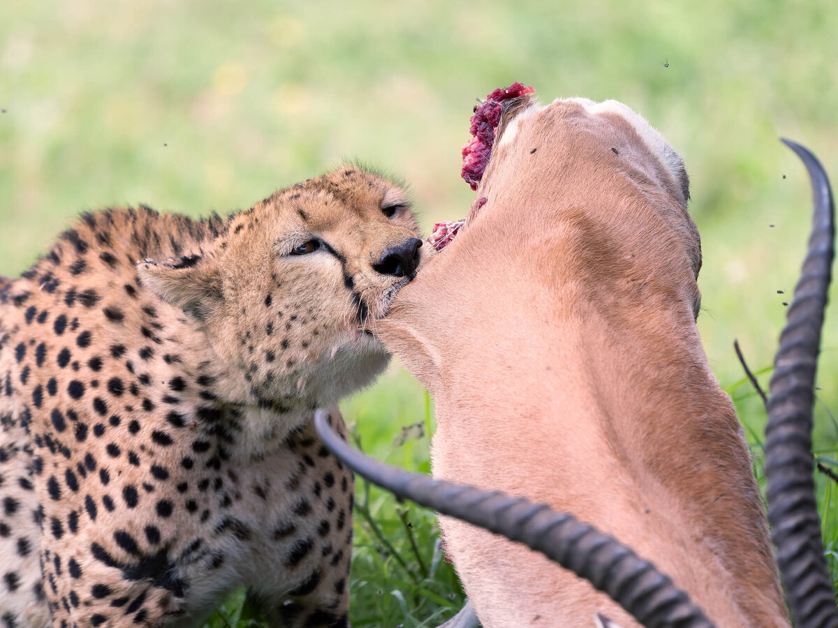 website-serengeti-animals4