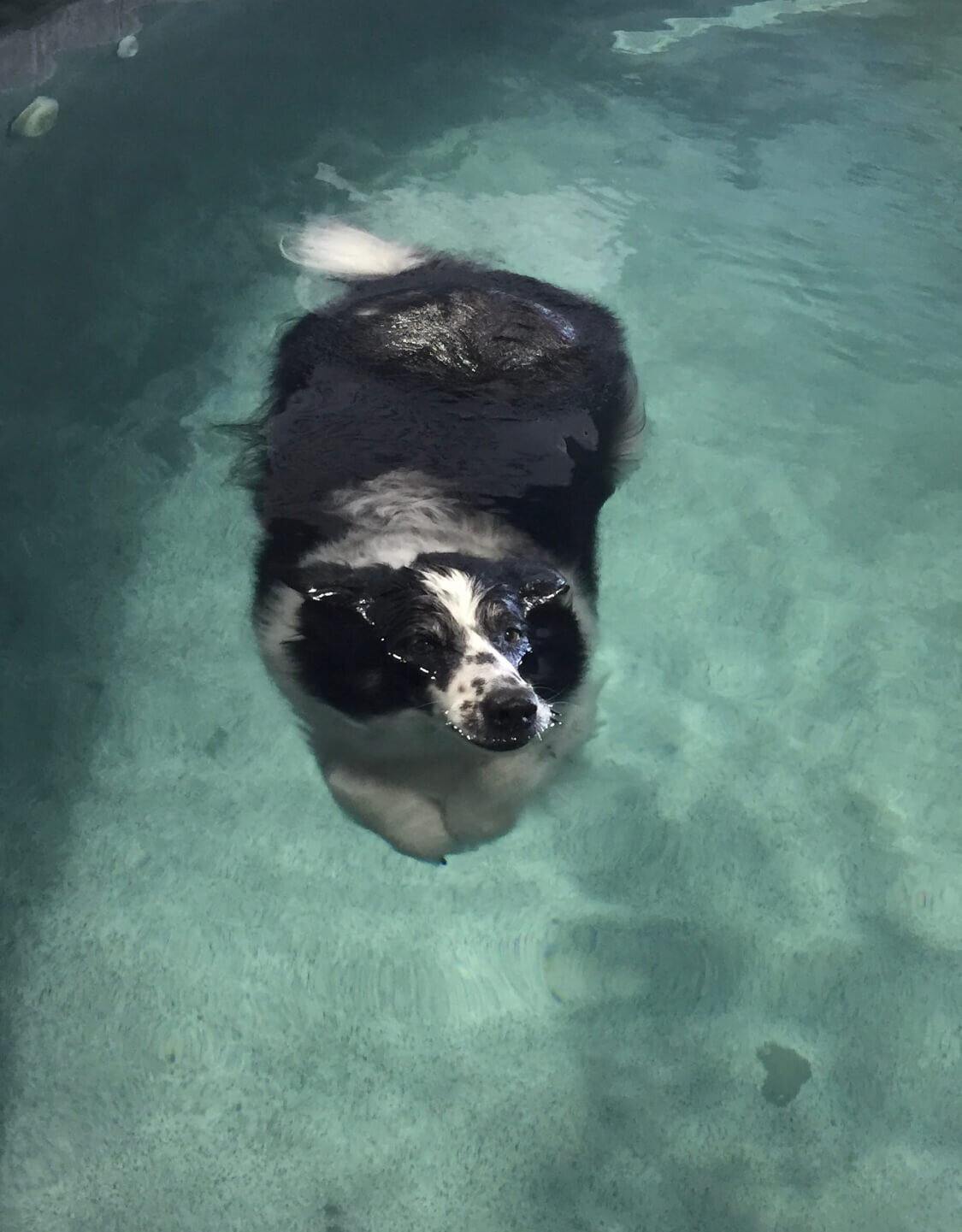 Stella in the pool