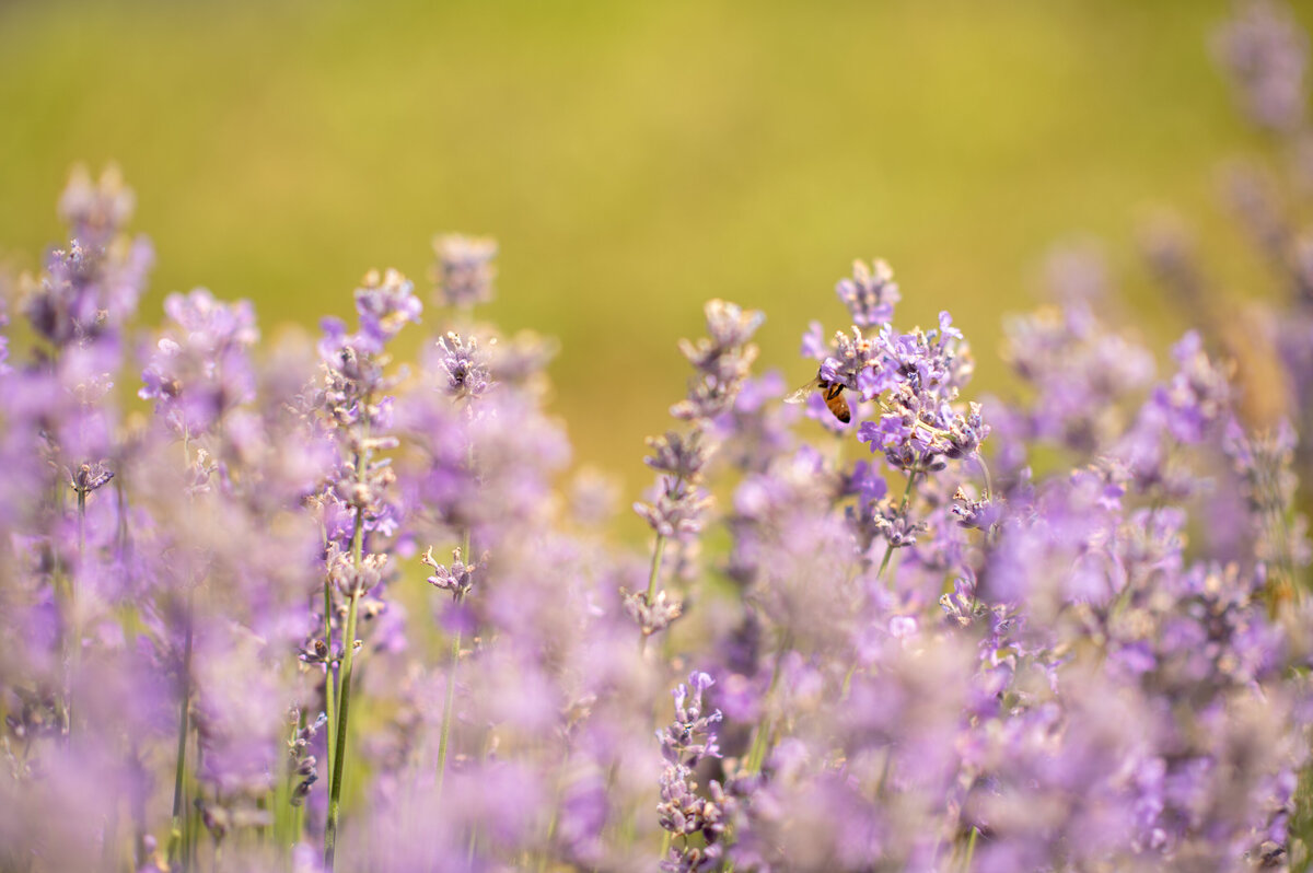 lavender_pic_003