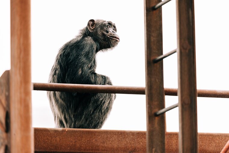 Chimps-9