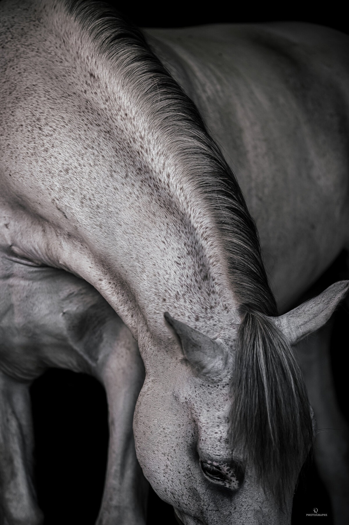 Fine-art fotografie met paard