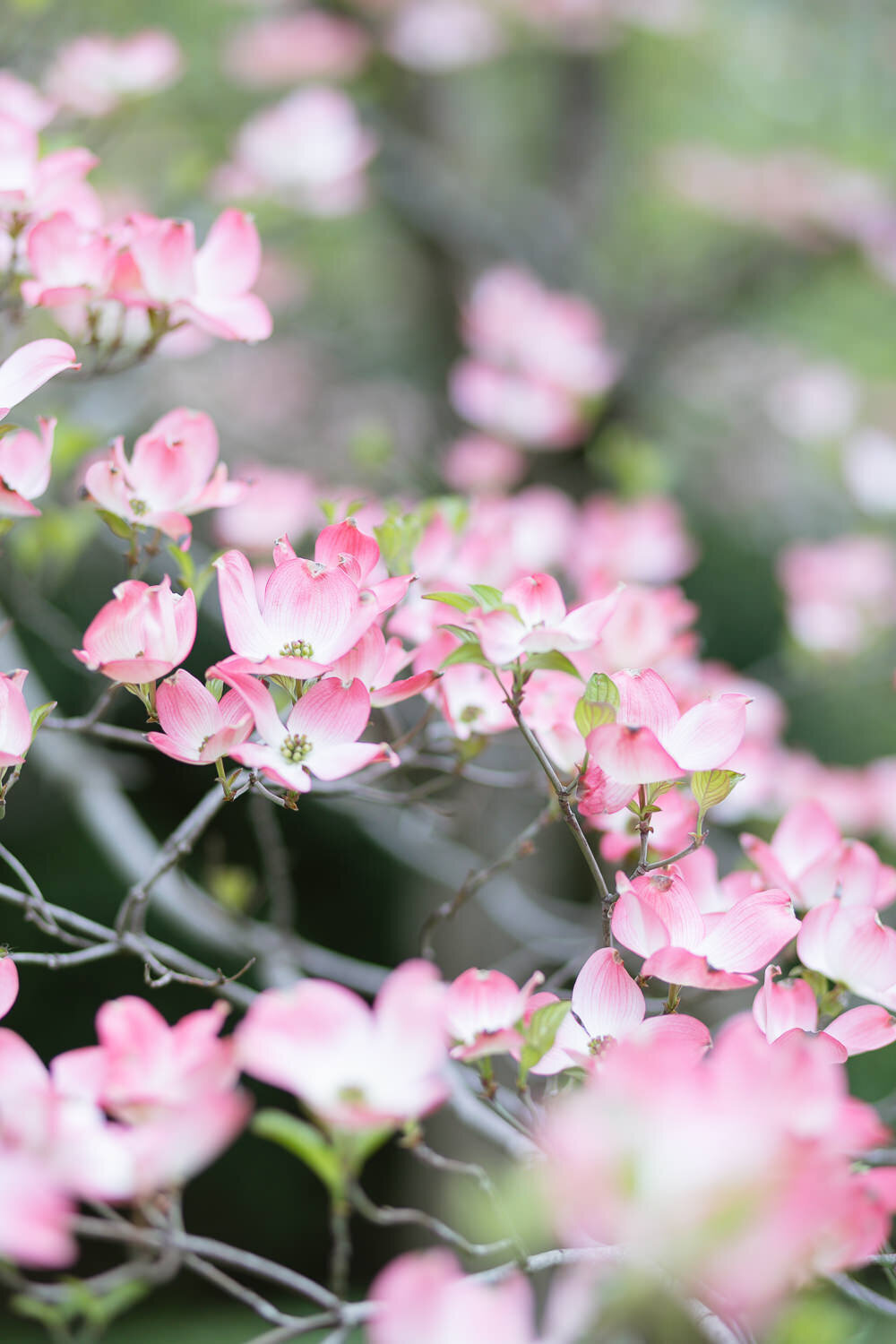 central-park-cherry-blossoms-engagement-photos-6