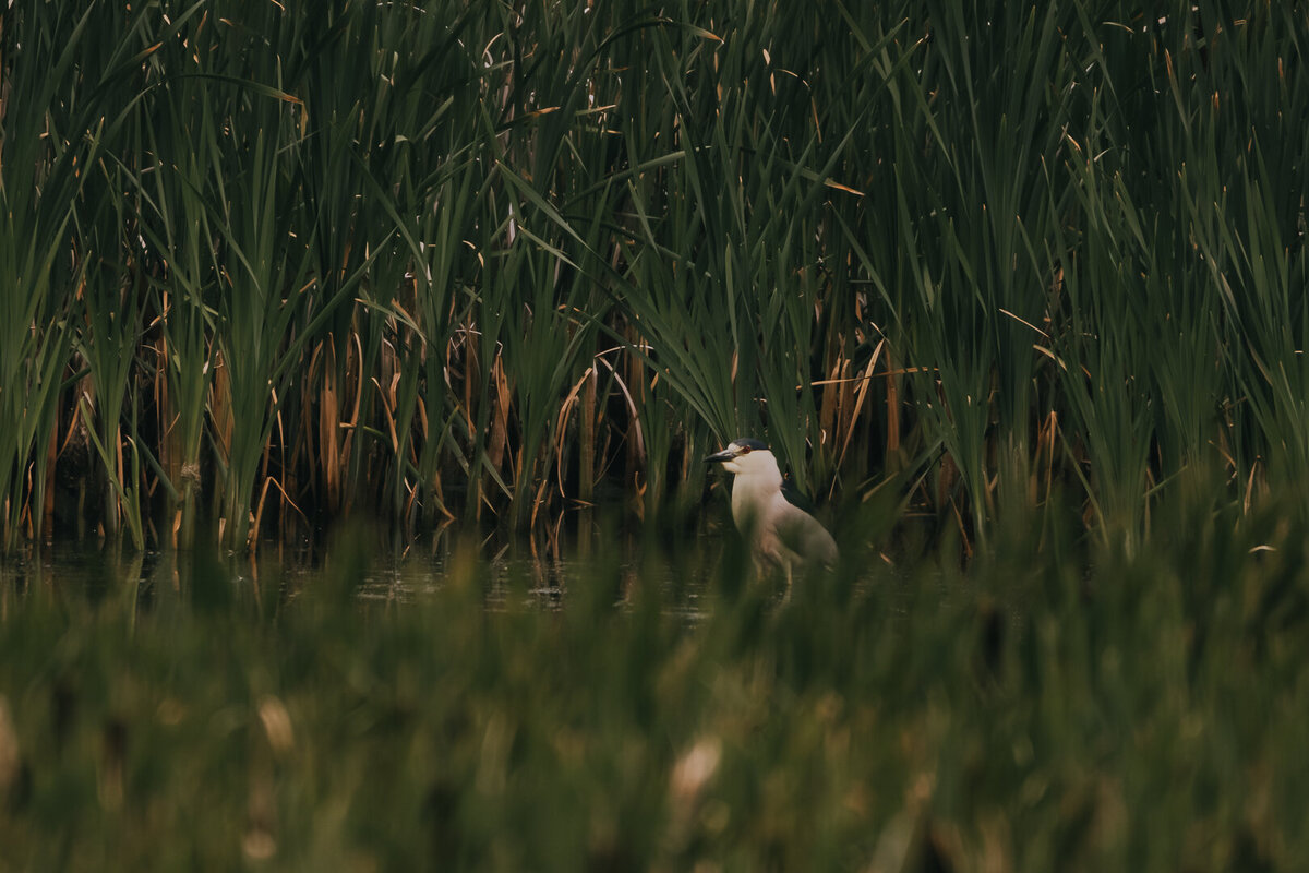 EDP Wildlife-230713-016