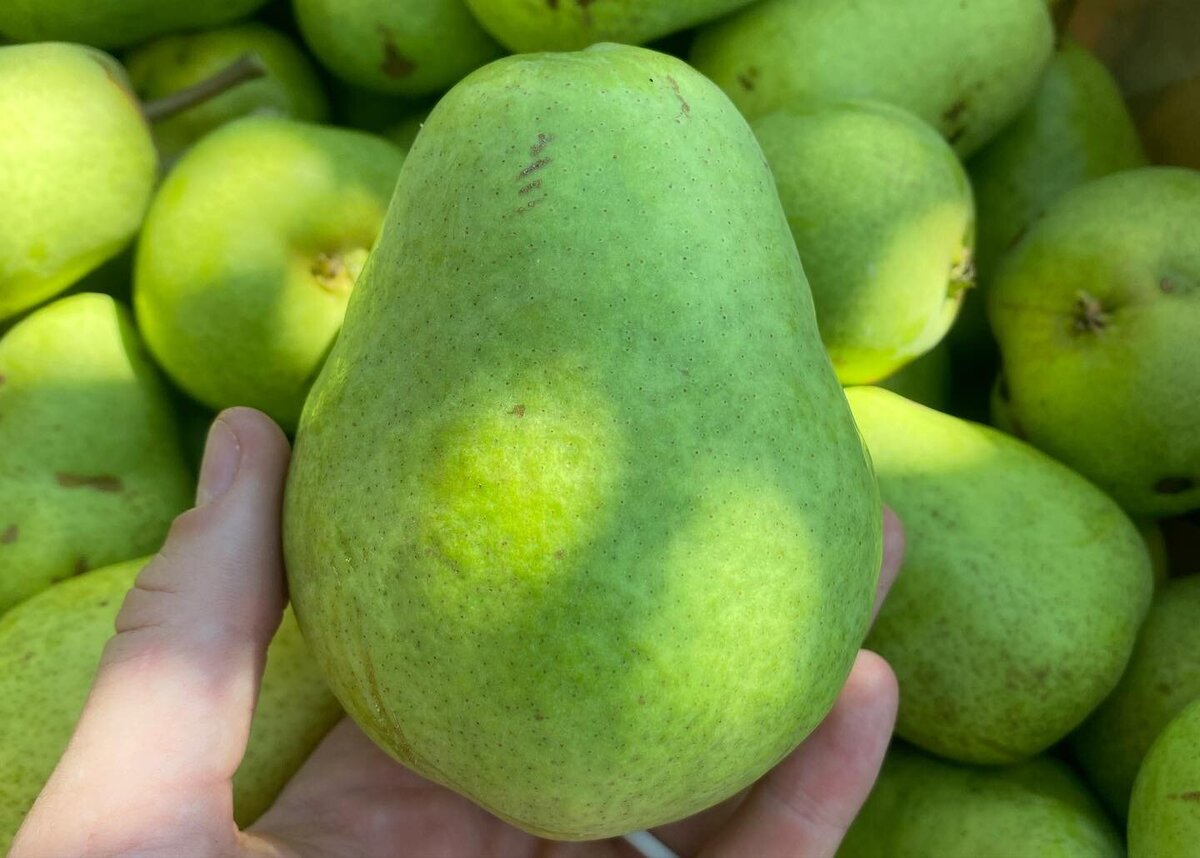 A fresh pear being held up amongst other recently harvested pears.