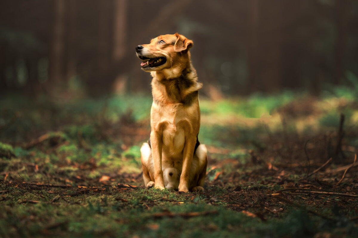 Hundefotografie-chemnitz-Tierfotografie-fotograf-Uhldingen-Bodensee-Hamburg-Dresden-Erfurt-Konstanz-9