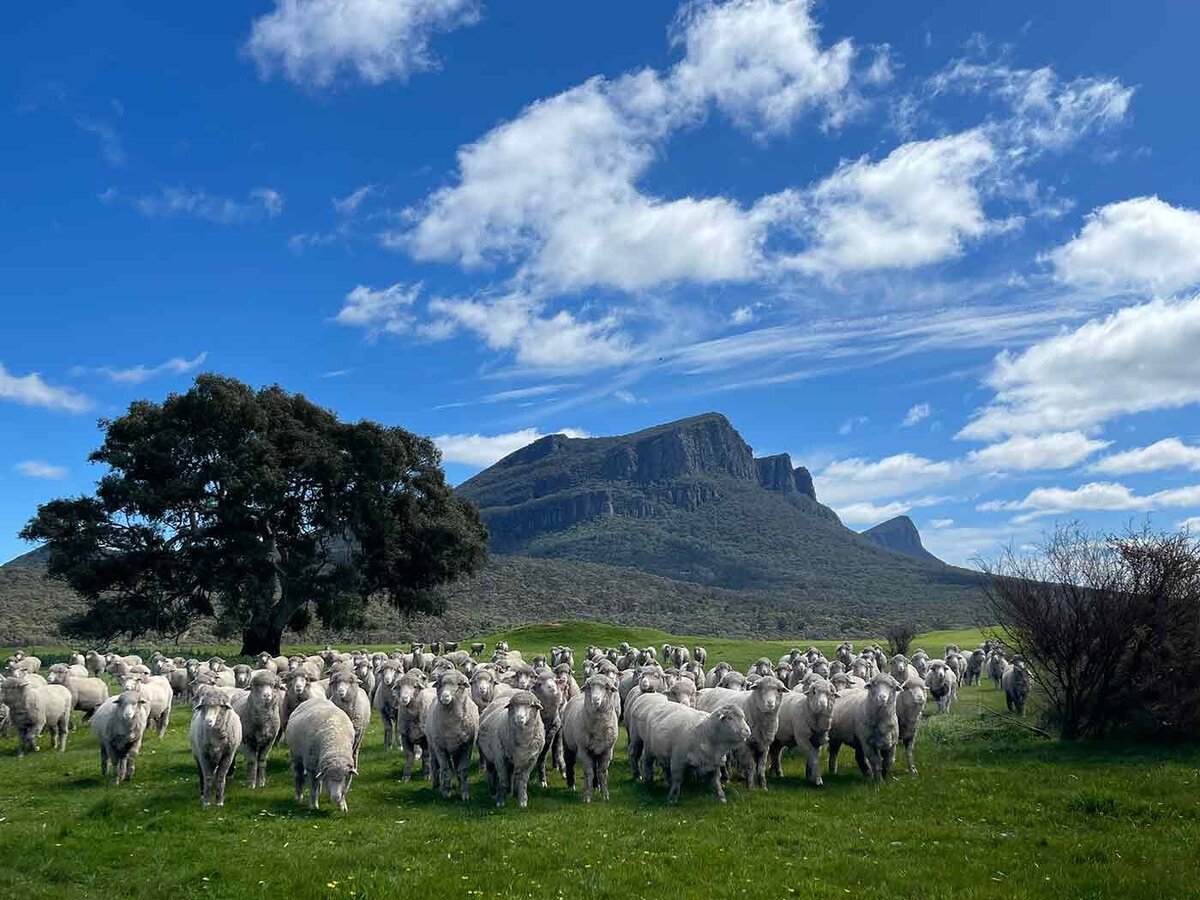 Fine Ethical Wool