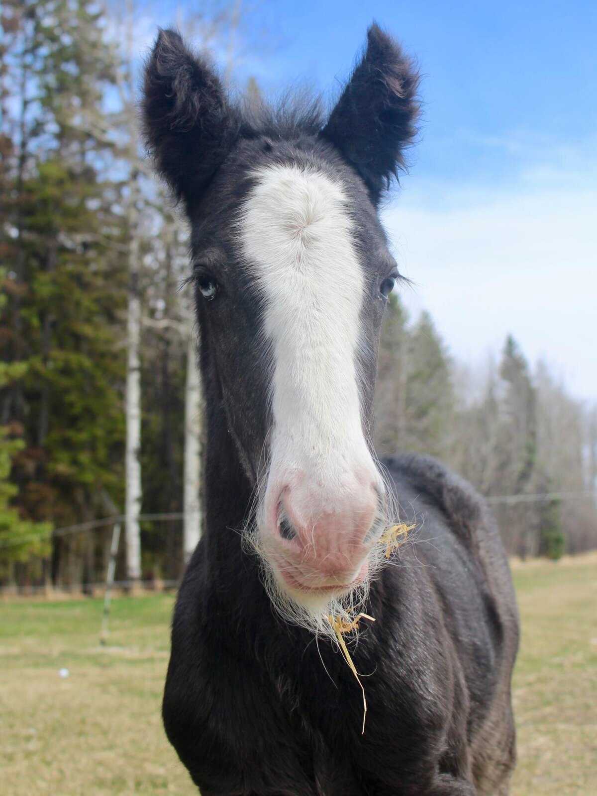 The-Stables-at-Gypsy-Acres-Horses-21