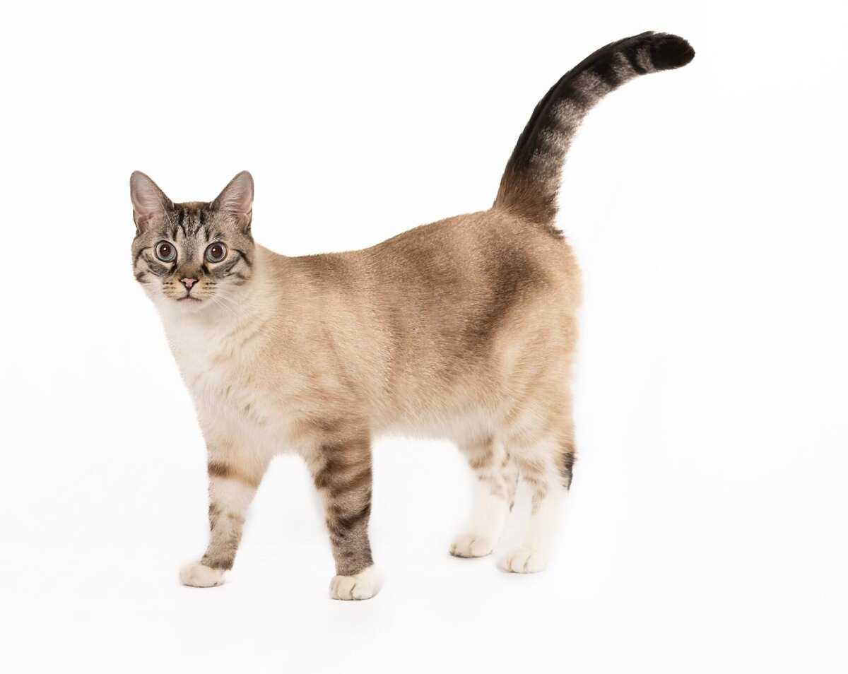 lilla-bordas-portraits-tampa-CAT-photographer1283