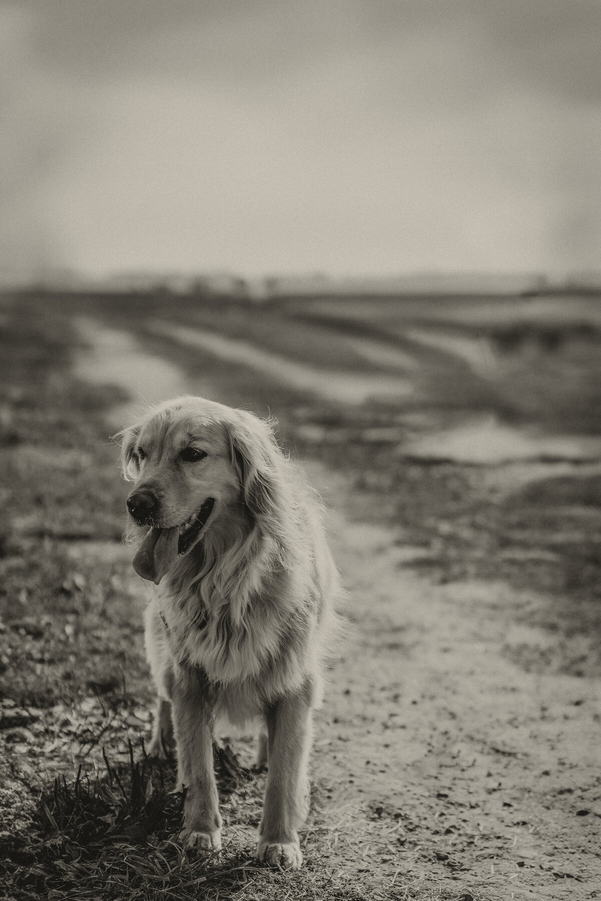 _MGL0275 copy
