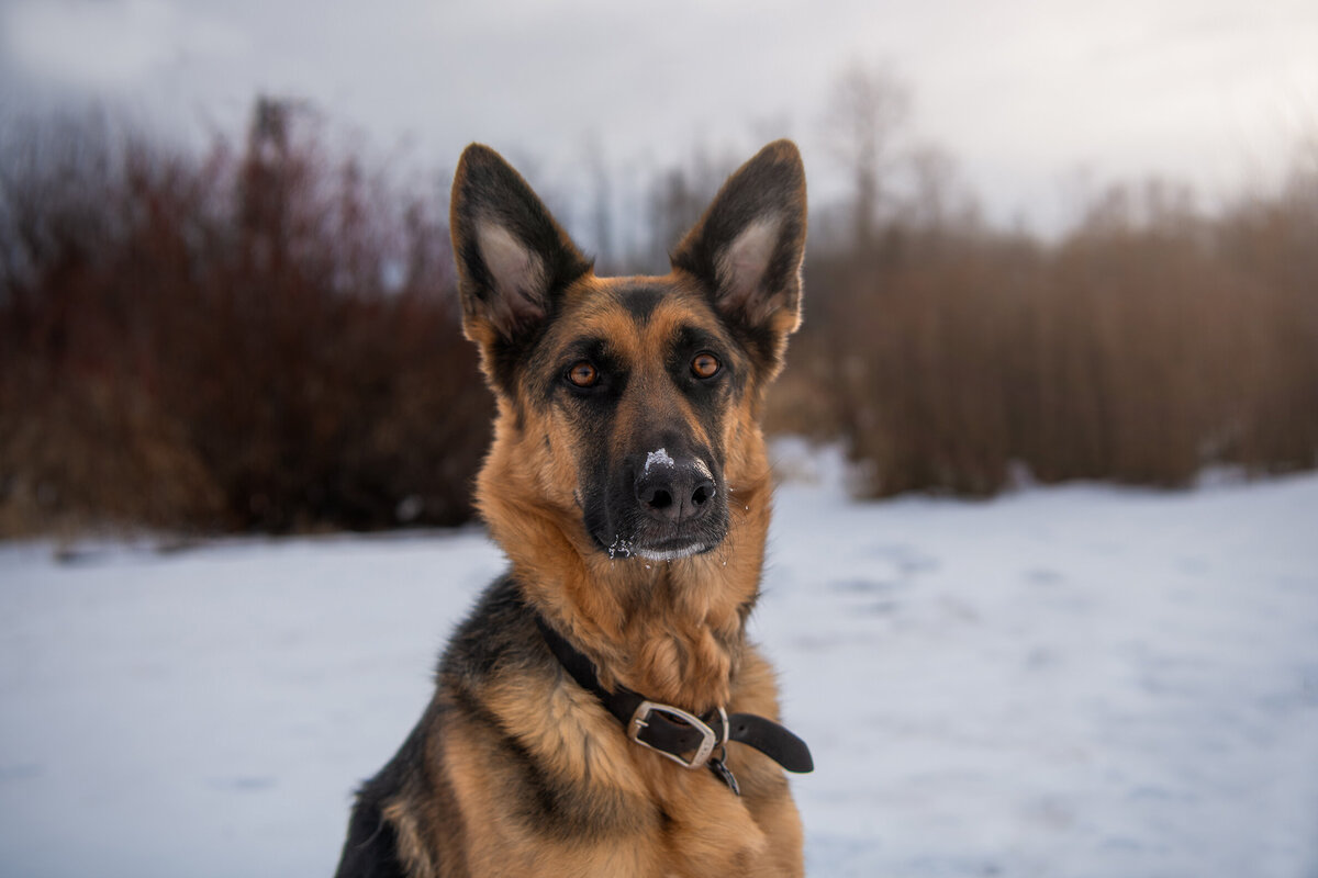 Portrait of a German Shepherd in the snow during a winter Rainbow Bridge photoshoot in Duluth, MN.